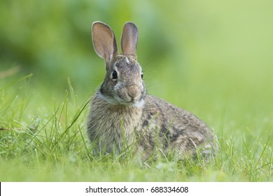 Cottontail in summer