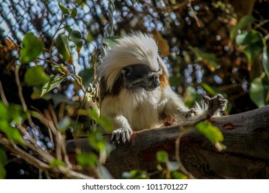Cotton-Top Tamarin Monkey
