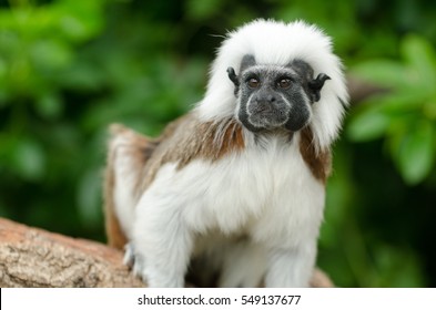 A Cotton-Top Tamarin Monkey