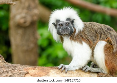 A Cotton-Top Tamarin Monkey