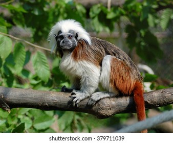  Cotton-top Tamarin (Saguinus Oedipus)