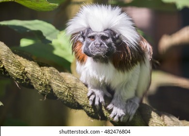 Cotton-top Tamarin (Saguinus Oedipus)