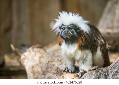 Cotton-top Tamarin (Saguinus Oedipus)