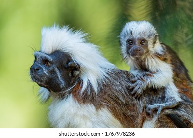 Cotton-top Tamarin - Saguinus oedipus, beautiful small primate from South American tropical forests, Colombia.