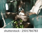 The cotton-top tamarin, Saguinus oedipus, is a species of primate in the family Callitrichidae. Oasis Wildlife Fuerteventura, La Lajita, Las Palmas, Spain 
