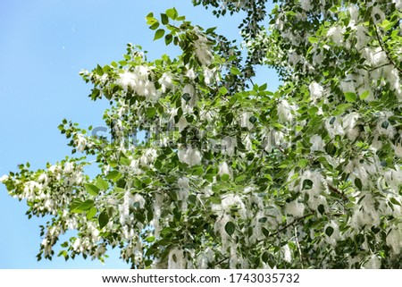 The cottonwood branches with the flying fluff in the city sunny day like summer snow