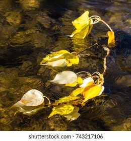 Cottonwood Leaves In The Cle Elum River, Washington.