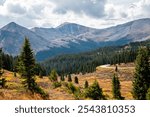 Cottonwood pass, Colorado overlook view in autumn fall with spruce aspen forest by county road 742