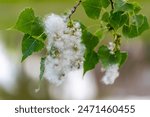 Cottonwood or Poplar Tree seed  fluff in spring in Wisconsin