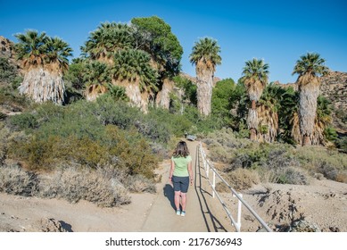 The Cottonwood Spring Lush Desert Oasis Inside The Joshua Tree N