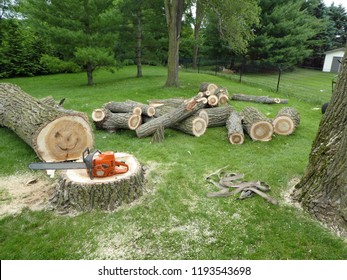 Cottonwood Stump And Tree Trunk And Branches On Lawn After Tree Removal