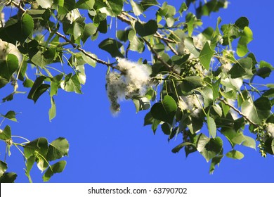 Cottonwood Tree Blooms A blooming cottonwood tree in the spring. Horizontal.