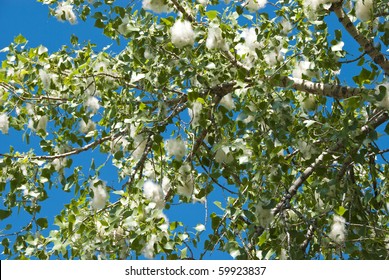 Cottonwood tree with cottony seeds in early summer on the Colorado prairie