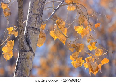 cottonwood tree in the fall