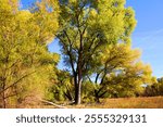 Cottonwood Tree leaves changing colors during autumn on grasslands taken at the Verde River riparian woodland in Cottonwood, AZ