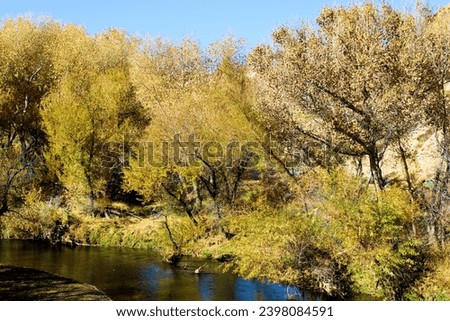 Cottonwood Tree leaves changing colors during autumn on a creek bed taken at a riparian woodland in Deep Creek, CA within the Mojave Desert