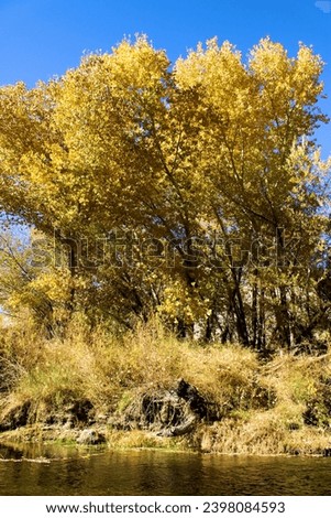 Cottonwood Tree leaves changing colors during autumn on a creek bed taken at a riparian woodland in Deep Creek, CA within the Mojave Desert