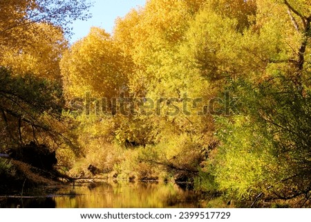 Cottonwood Tree leaves changing colors during autumn surrounding a creek taken at Deep Creek in Hesperia, CA within the Mojave Desert