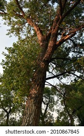 Cottonwood Tree near Golden Colorado, Jefferson County