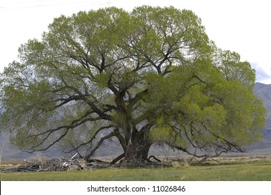 Cottonwood tree in the Owens Valley near the Sierra Nevada Mountains in eastern California