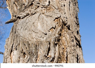 cottonwood tree texture - Shutterstock ID 990791