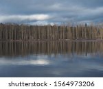 Cottonwood Trees across the Nechako River