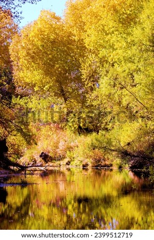 Cottonwood Trees changing colors during autumn on a creek bed surrounded by a riparian woodland taken at Deep Creek in Hesperia, CA within the Mojave Desert