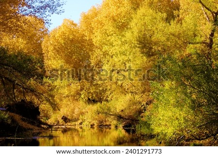 Cottonwood Trees changing colors during autumn on a creek bed taken at a riparian woodland in Deep Creek, CA within the Mojave Desert