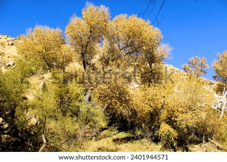 Cottonwood Trees changing colors during autumn on a creek bed taken at Deep Creek in Hesperia, CA within the Mojave Desert