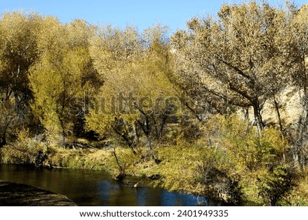 Cottonwood Trees changing colors during autumn on a creek bed taken at a riparian woodland in Deep Creek, CA within the Mojave Desert