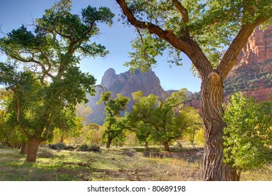 Cottonwood trees in the valley below Court of the Patriarchs, Zion National Park