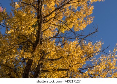 Cottonwoods Along The Cle Elum River, Washington.