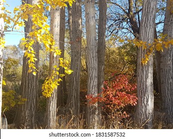 Cottonwoods And Fall Foilage In Kelowna