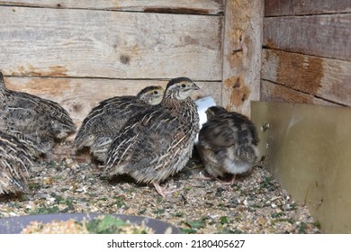 Coturnix Japonica Japanese Quail Bird Stock Photo 2180405627 | Shutterstock