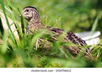 Coturnix quail in the grass outside in nature, looking at the camera while nestled into the ground, showing off its beautiful patterned feathers and regal head   - Shutterstock ID 1924706612