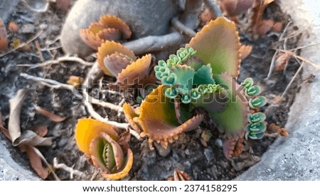 Coty leadon varigata ornamental plant in a pot