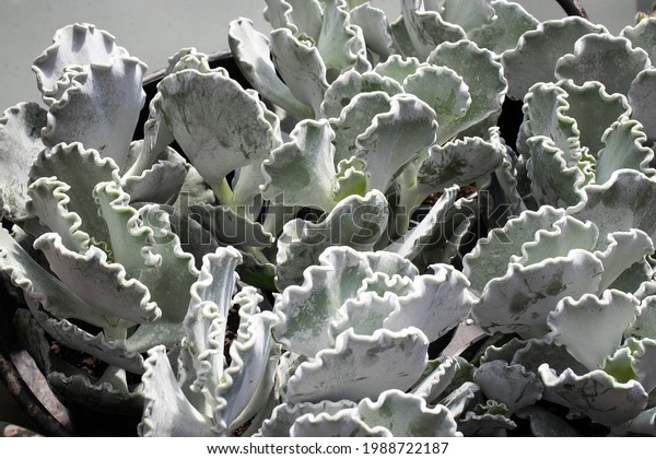 Cotyledon undulata, also known as a silver crown\
or silver ruffles. These succulent house plants originating from\
South Africa.