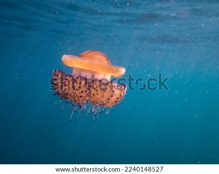Cotylorhiza tuberculata is a species of jellyfish, of the phylum Cnidaria, also known as the Mediterranean jellyfish, Mediterranean jelly or fried egg jellyfish.