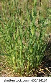 Couch Grass ,Elymus repens in the garden