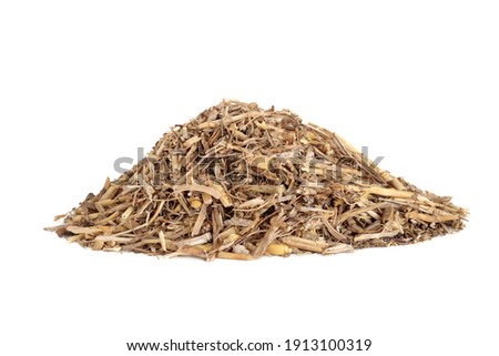 Couch grass herb root used in herbal medicine to treat coughs, fevers, constipation, bladder swelling, high blood pressure, kidney stones. On white background. Agropyron repens. 