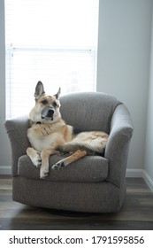 Couch in Sitting Room in Light with german Shepherd Dog