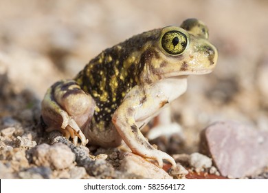 Couch's Spadefoot Toad Or Couch's Spadefoot (Scaphiopus Couchii) Is A Species Of North American Spadefoot Toad (family Scaphiopodidae). Photo Taken In Arizona.