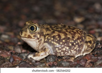 Couch's Spadefoot Toad Or Couch's Spadefoot (Scaphiopus Couchii) Is A Species Of North American Spadefoot Toad (family Scaphiopodidae). Photo Taken In Arizona.