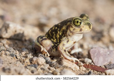 Couch's Spadefoot Toad Or Couch's Spadefoot (Scaphiopus Couchii) Is A Species Of North American Spadefoot Toad (family Scaphiopodidae). Photo Taken In Arizona.