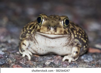 Couch's Spadefoot Toad Or Couch's Spadefoot (Scaphiopus Couchii) Is A Species Of North American Spadefoot Toad (family Scaphiopodidae). Photo Taken In Arizona.