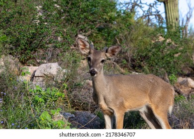 Coues Whitetail Deer Odocoileus Virginianus Couesi Stock Photo ...