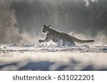 Cougar