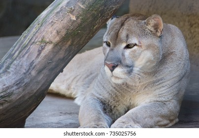 Cougar