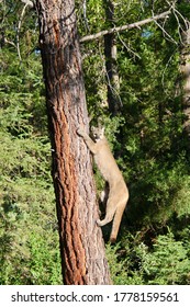 Cougar Climbing Pine Tree In Forest