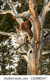 Cougar Climbing Tree